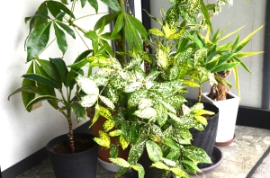 DSC_0118 - コピー.JPG